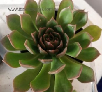 Echeveria Green Rose – Muda da Suculenta Adulta, Como Cuidar