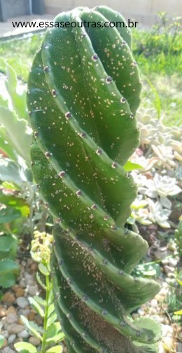 cacto-parafuso-cheio-de-cochonilha-de-carapaça-