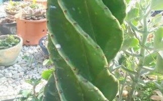 Cacto Parafuso Cheio de Cochonilha de Carapaça –  Como Limpar
