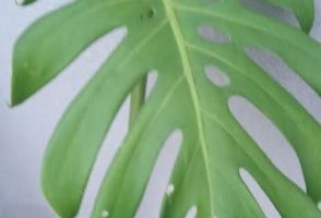 Costela de Adão – Monstera Deliciosa – Foto da Muda e Cuidados