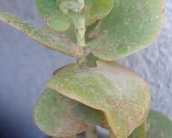 Crassula Cordata – Foto da Muda, Cuidados Doenças na Suculenta