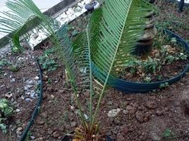 Palmeira Cycas – Planta Ornamental e Tronco de Folhas Secas