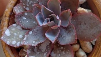 Echeveria Afterglow – Foto da Muda, Cuidados com a Suculenta