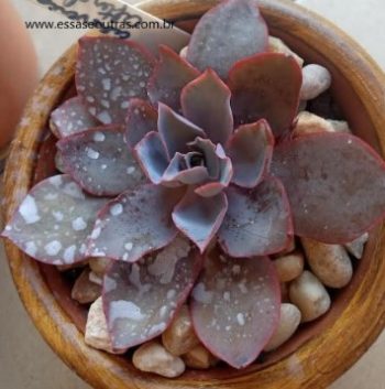 Echeveria Afterglow – Foto da Muda, Cuidados com a Suculenta