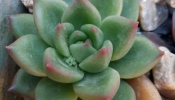 Agavoides Ebony Green – Muda da Suculenta, Cuidados