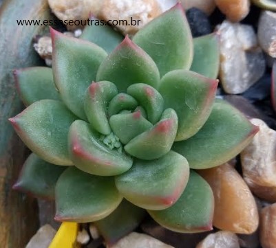muda-echeveria-agavoides-ebony-green-