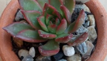 Agavoides Ebony Red – Foto da Muda, Rega, Solo, Doenças