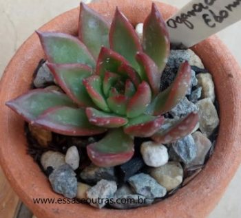 Agavoides Ebony Red – Foto da Muda, Rega, Solo, Doenças