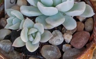 Echeveria Albicans Variegata – Foto da Muda, Como Cuidar