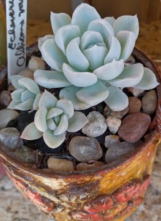 muda-da-echeveria-albicans-variegata-