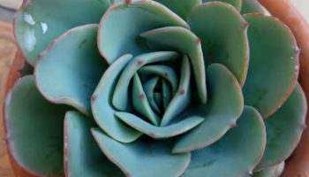 Echeveria Atlantis – Foto da Muda, Cuidar da Suculenta