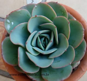 Echeveria Atlantis – Foto da Muda, Cuidar da Suculenta