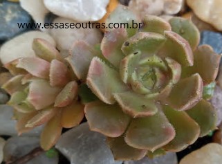 echeveria-brow-rose-muda-