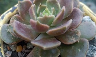 Echeveria Brown Rose – Foto da Muda e Cuidados com Suculenta