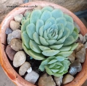 foto-da-echeveria-elegance-suculenta-elegans-
