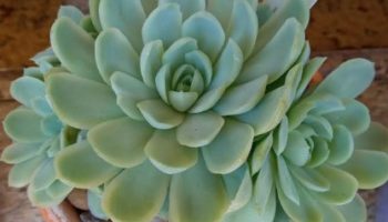 Echeveria Elegance ou Elegans Suculenta Bola de Neve Mexicana