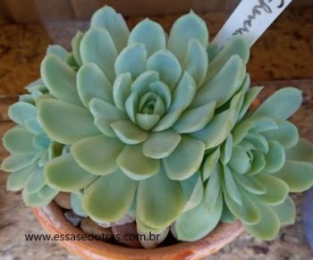 Echeveria Elegance ou Elegans Suculenta Bola de Neve Mexicana