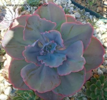 Quando Fazer Muda por Haste Floral em Suculenta Gigante