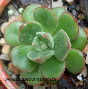 echeveria-joan-daniel-suculenta-hibrida-