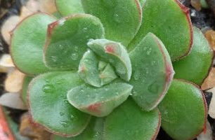 Echeveria Joan Daniel – Suculenta Hibrida, Foto da Muda, Cuidar