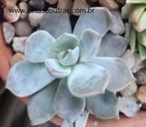 foto-da-muda-da-echeveria-lia-