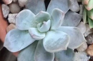 Echeveria Lia – Origem da Suculenta e Cuidados com Rega, Solo, Pragas