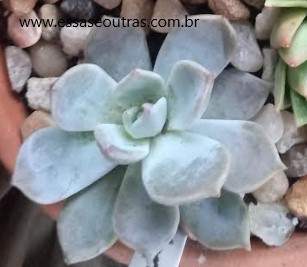 foto-da-muda-da-echeveria-lia-
