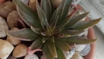Echeveria Lutea Negra – Suculenta de Folhas Alongadas, Muda
