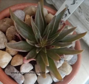 Echeveria Lutea Negra – Suculenta de Folhas Alongadas, Muda