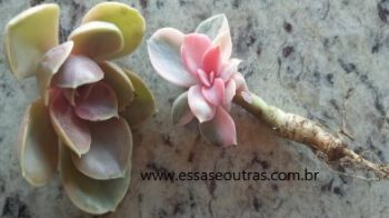 Echeveria Rainbow com Cochonilha Branca – Cuidar da Suculenta