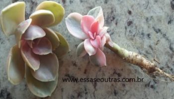 Echeveria Rainbow com Cochonilha Branca – Cuidar da Suculenta
