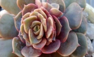 Echeveria Vampire Red Ball, Zesta ou Mont – Foto da Muda e Cuidados