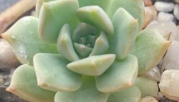 Graptoveria Inti Platense – Foto da Muda, Cuidados com Suculenta