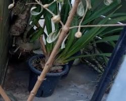 Manacá da Serra Secando – Cuidar, Recuperar e Fazer Florir