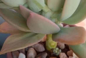 Pachyphytum Longifolium – Foto da Muda e Cuidados Suculenta
