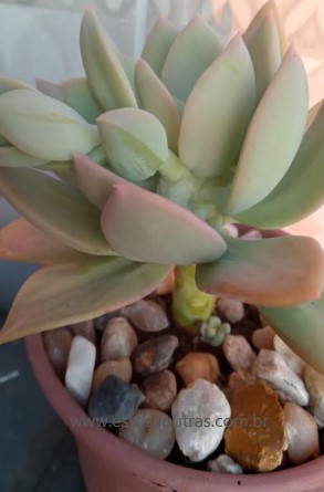 suculenta-pachyphytum-longifolium-muda-
