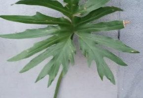 Filodendro Radiatum Planta Ornamental, Folhagem Interior Exterior