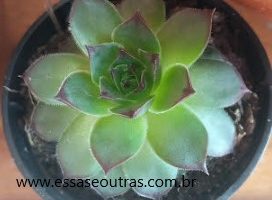 Sempervivum Calcarium – Suculenta com Flor Central e Filhotes