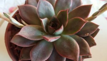 Echeveria Punita – Foto da Muda Suculenta Hibrida, Origem