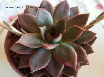 Echeveria Punita – Foto da Muda Suculenta Hibrida, Origem