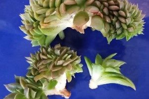 Suculenta Echeveria Gilva Cristata Mudas Cuidar dos Nematoides