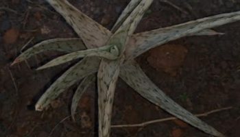 Aloe Rauhii Snowflake Babosa Flocos de Neve – Aloe Hibrida