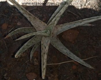 Aloe Rauhii Snowflake Babosa Flocos de Neve – Aloe Hibrida