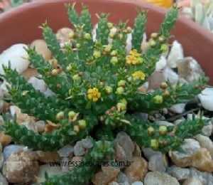 suculenta-cabeça-de-medusa-florindo-