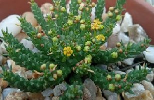 Suculenta Cabeça de medusa – Cacto Polvo, Euphorbia Flanaganii