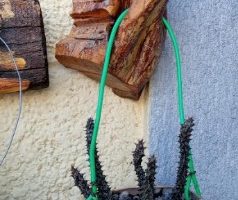 Cacto Morto – Stapeliantus Stapelia Decaryi – Muda e Cuidar