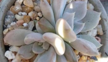 Echeveria Beverley – Muda Cuidados Suculentas de folhas Gordinhas