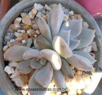 Echeveria Beverley – Muda Cuidados Suculentas de folhas Gordinhas