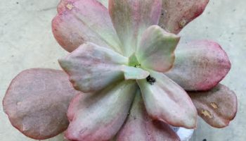 Echeveria Diamont States – Suculenta Vermelha Monstruosa