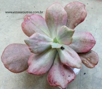 Echeveria Diamont States – Suculenta Vermelha Monstruosa